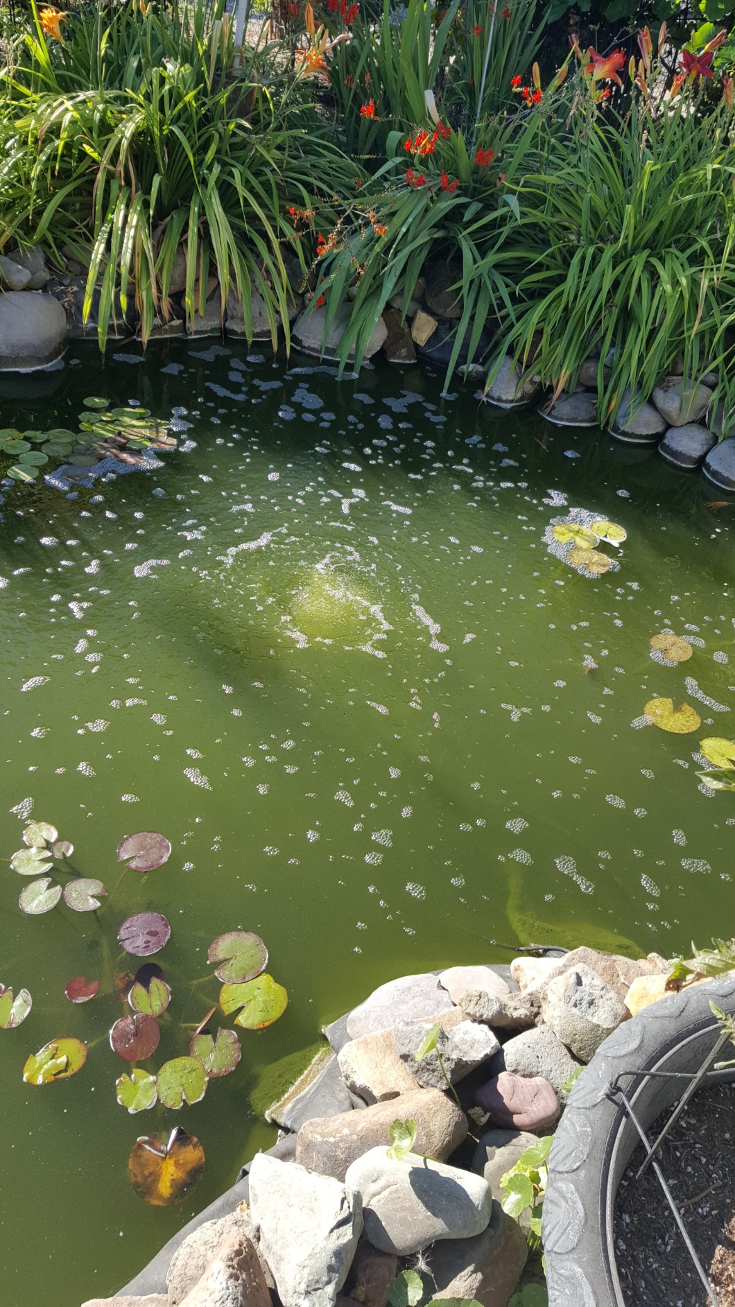 CrystalClear KoiAir 2, Complete Pond Aeration Kit, Water Garden Oxygenation Bubbler System Adds Oxygen to Koi & Fish Ponds, Outdoor Diaphragm Compressor Pump, Air Line & 2 Submersible Diffuser Sticks customer photo 1