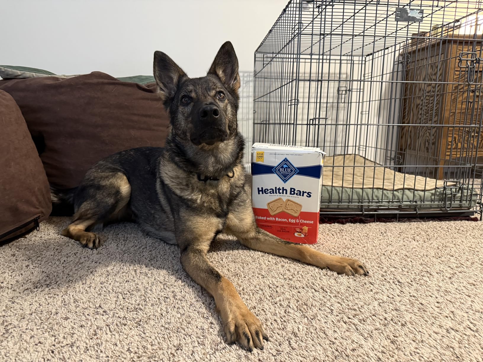 Blue Buffalo Health Bars Bacon, Egg & Cheese Crunchy Dog Biscuits, Oven-Baked with Real Bacon & Natural Ingredients, Healthy Dog Treats, 16 oz. customer photo 1