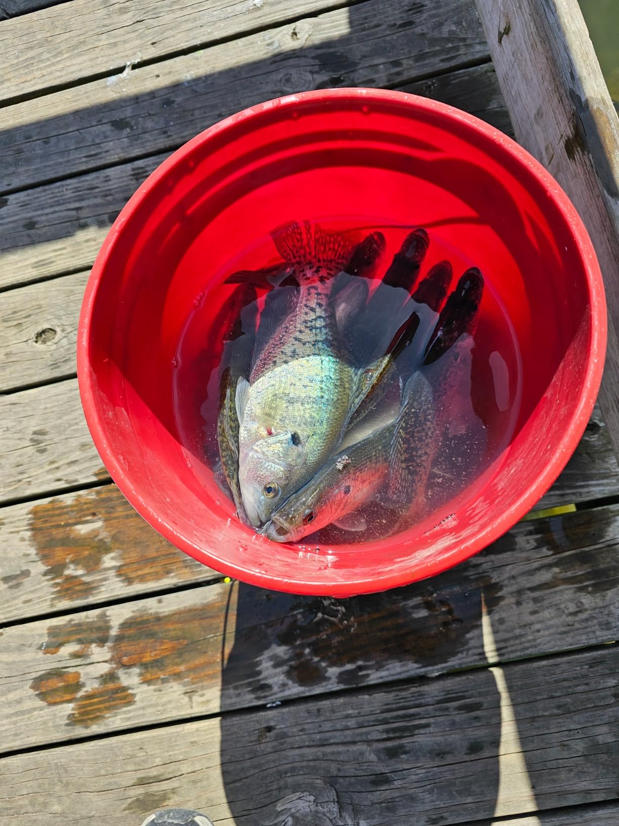 Sunline Super FC Sniper Fluorocarbon Fishing Line customer photo 1