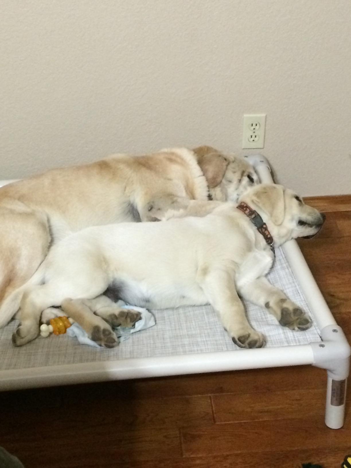 Kuranda Chewproof Elevated Dog Bed - 40