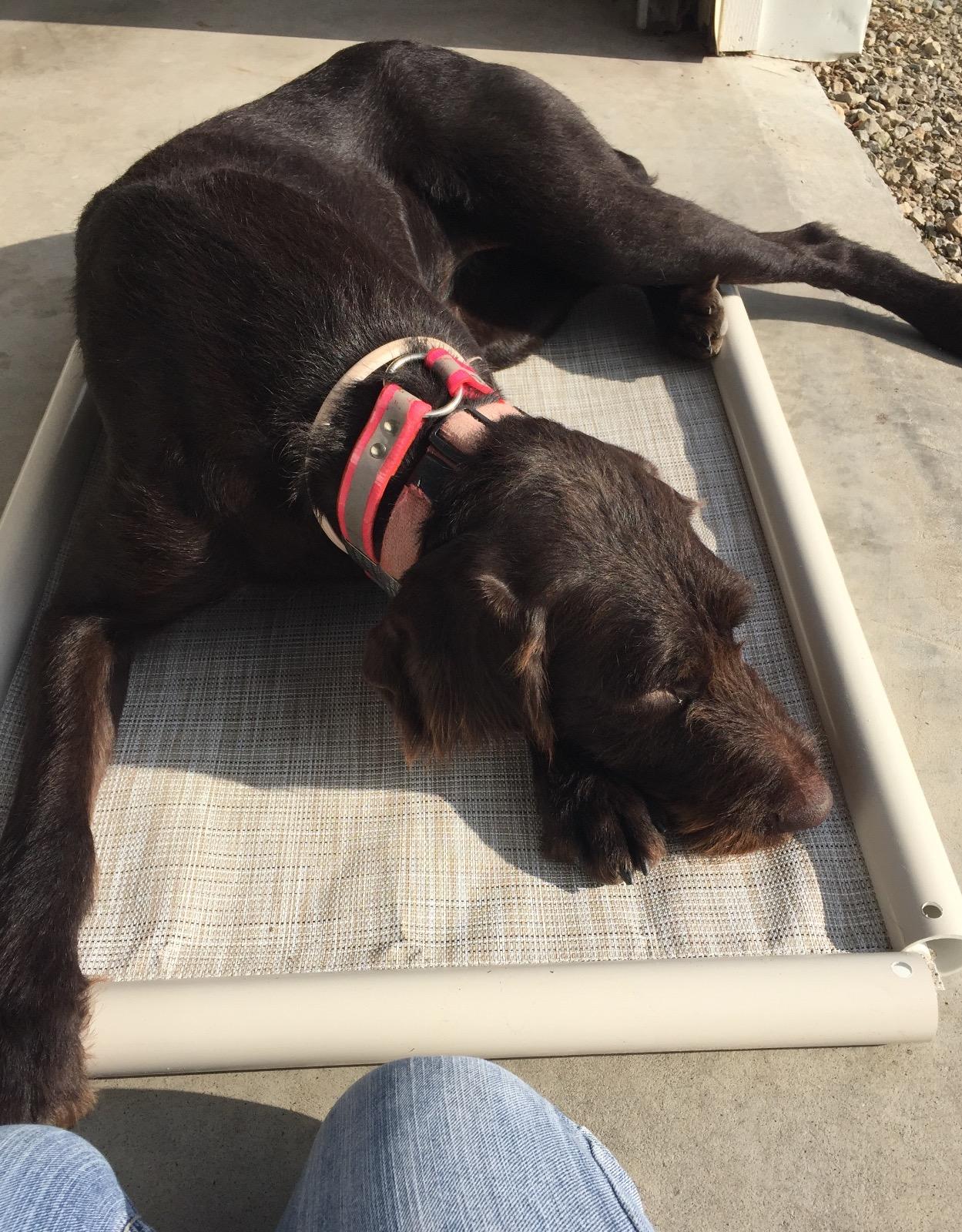 Kuranda Chewproof Elevated Dog Bed - 40