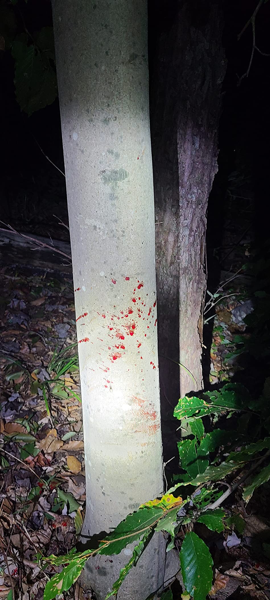 QAD Fixed Blade Broadheads customer photo 2