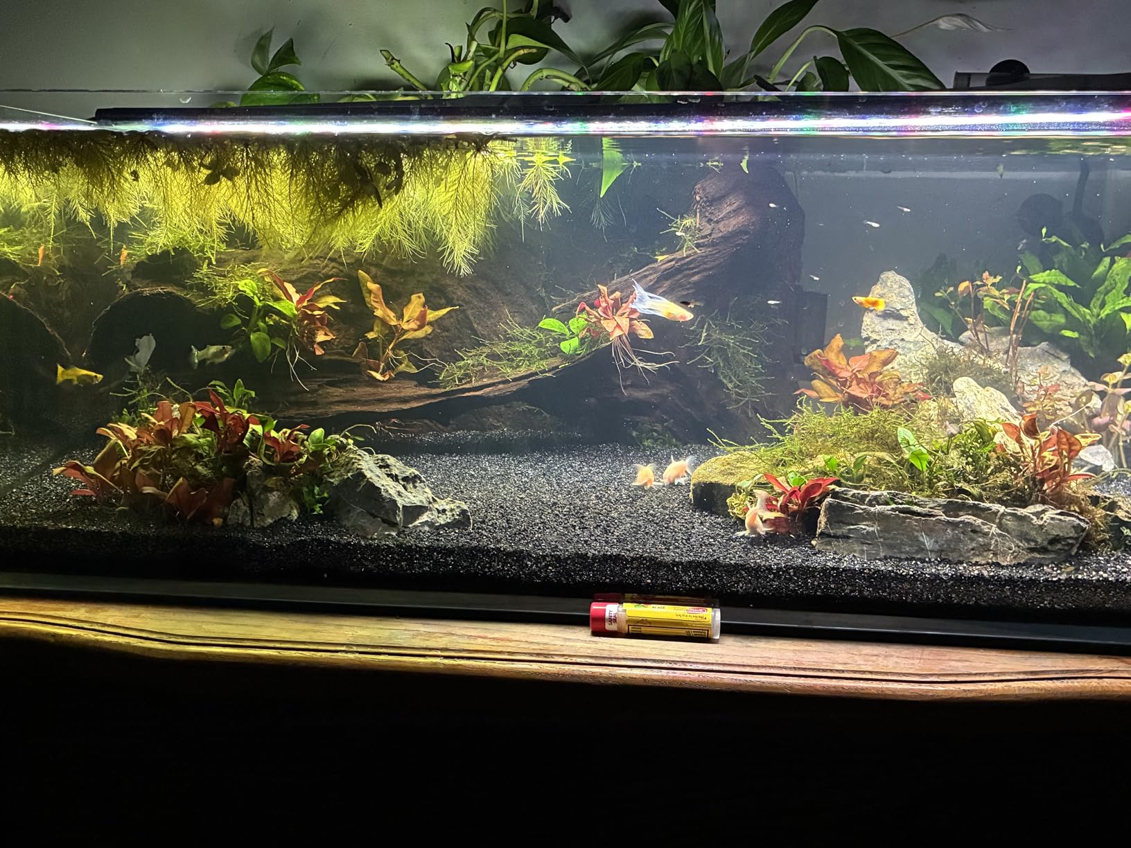 LANDEN 60P 16 Gallon Rimless Low Iron Aquarium Tank, 23.6