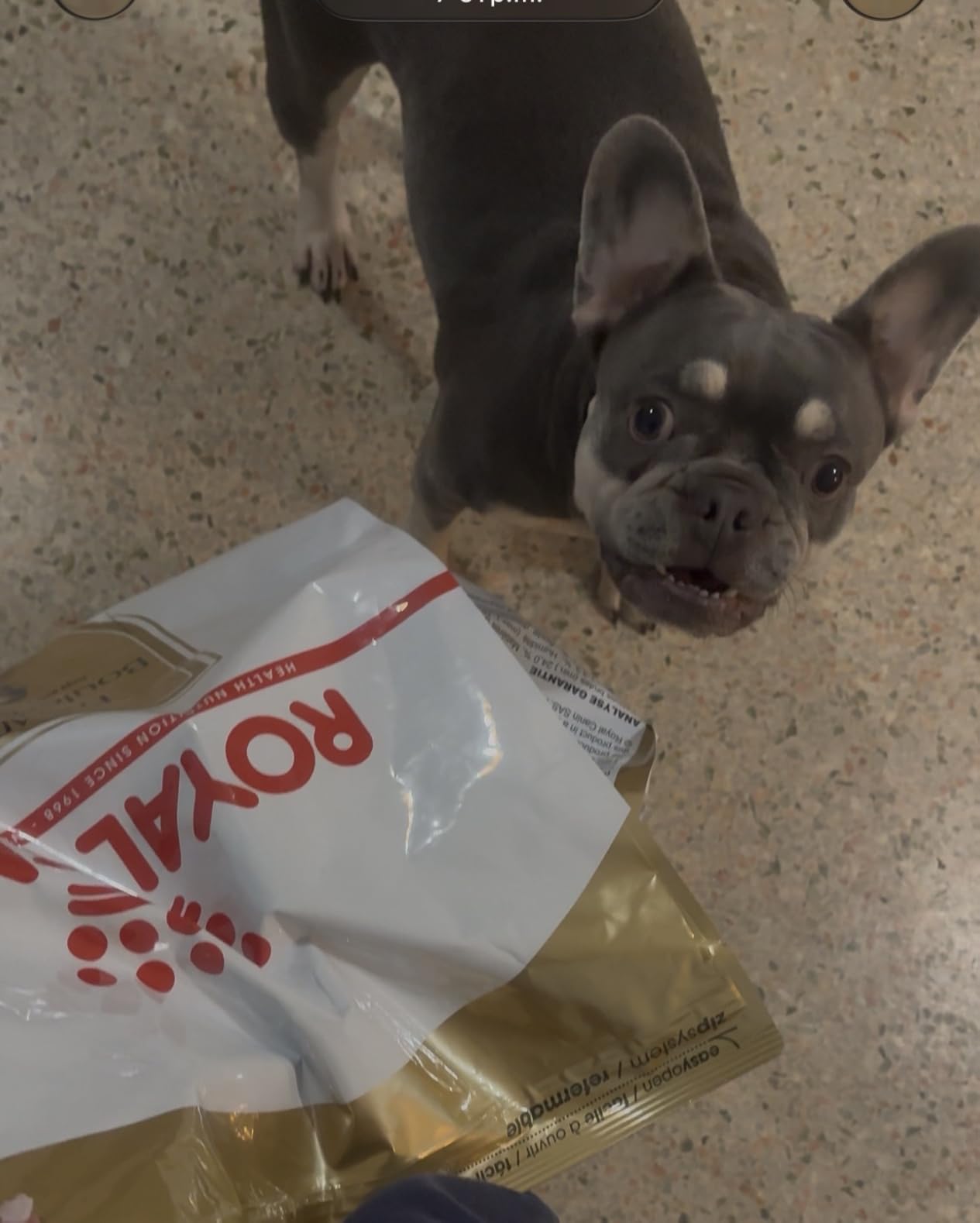 Royal Canin Breed Health Nutrition French Bulldog Adult Dry Dog Food, 6 lb Bag customer photo 2