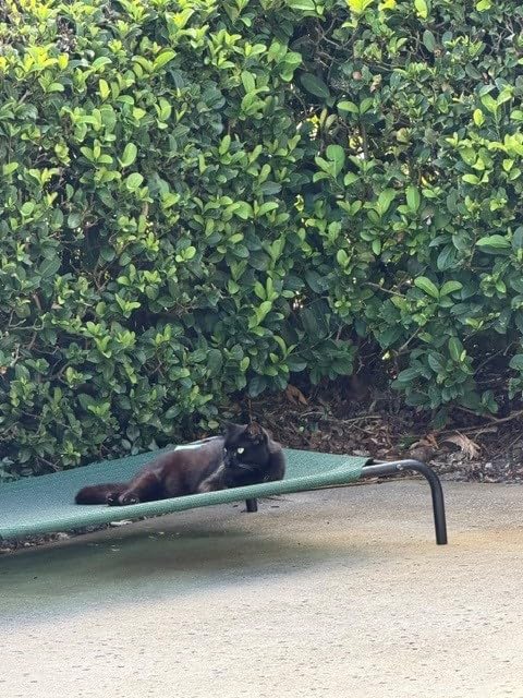 Coolaroo Original Elevated Dog Bed - Breathable Off-The-Ground Pet Bed with Cooling Fabric, Joint Relief & Moisture-Resistant Fabric, 100% Recyclable, Easy Clean, Brunswick Green, Extra Large customer photo 1