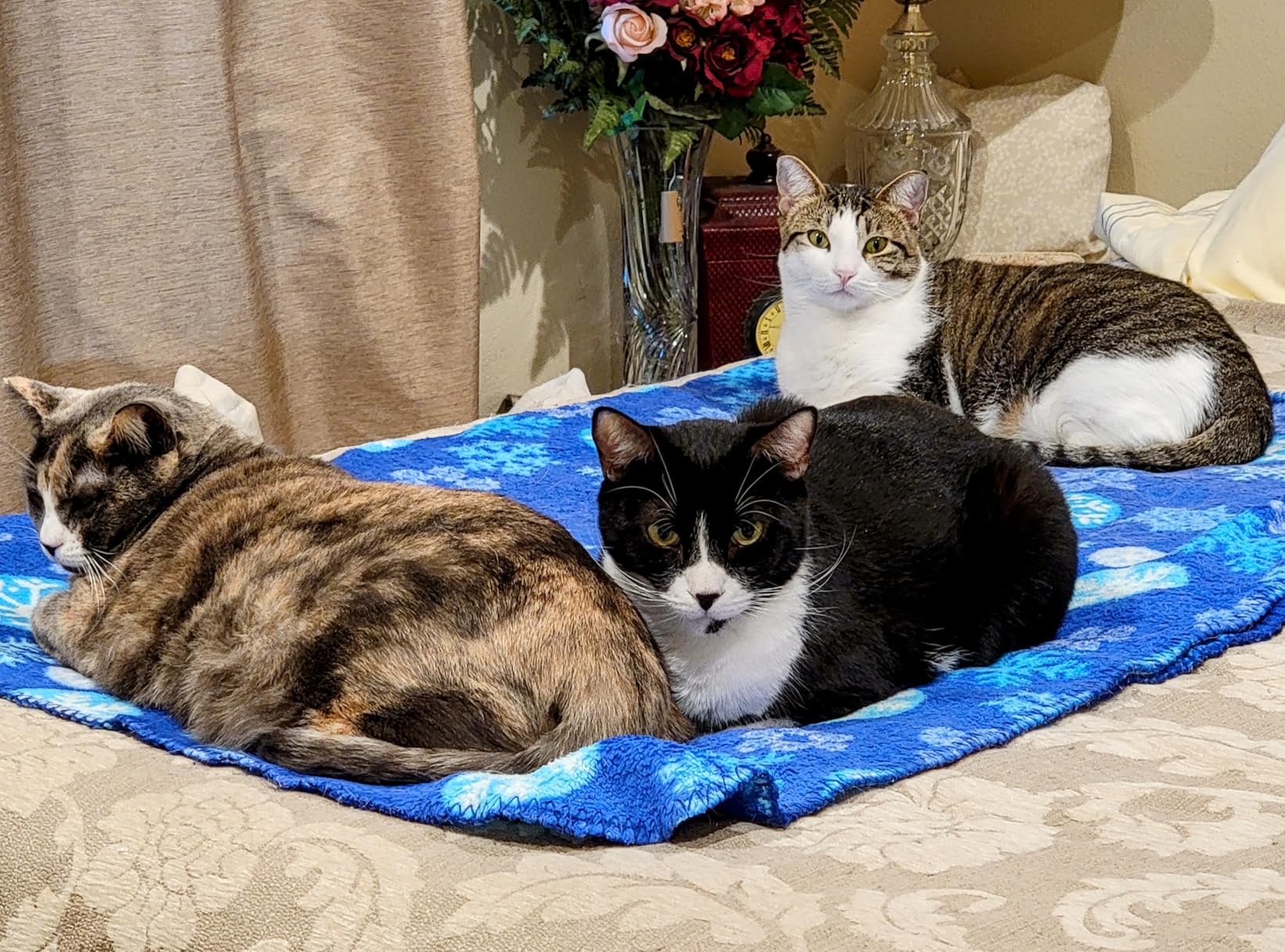 Solid Gold High Protein Dry Cat Food - Grain Free & Gluten Free Chicken w/Probiotics for Gut Health & Digestion - 6LB customer photo 2
