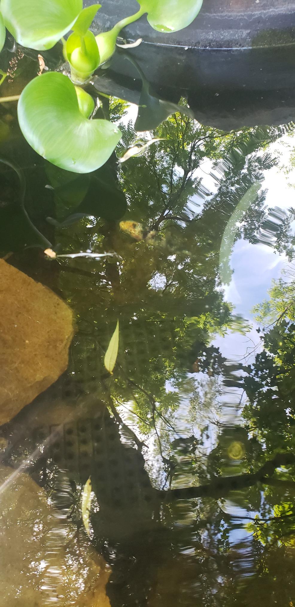 CNZ All-in One Pond Filter System with 13W UV Sterilizer 660 GPH Pump Fountain Kits customer photo 1