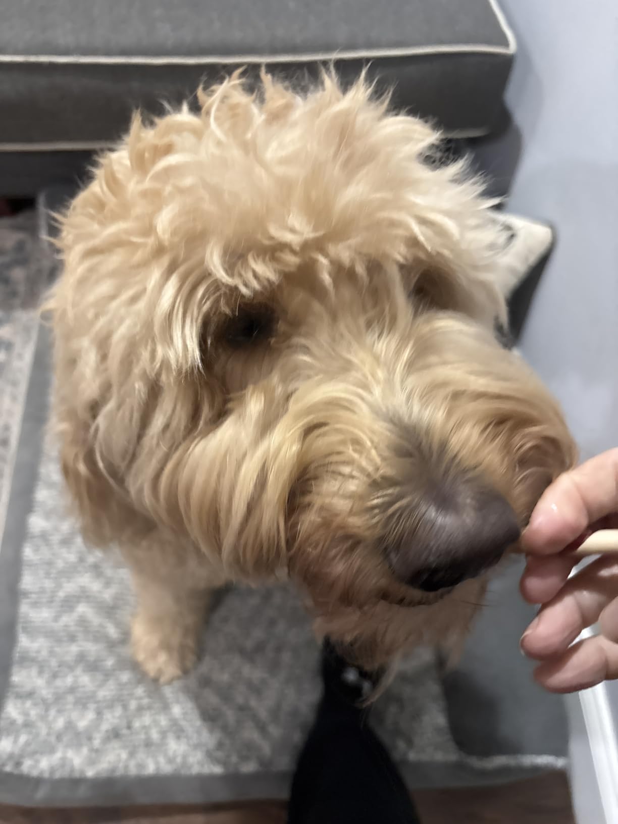 DreamBone Twist Sticks Chews for Dogs, Treat Your Dog to Easy-to-Digest Rawhide-Free Chews Made with Real Vegetables and Chicken, 50 Count customer photo 2