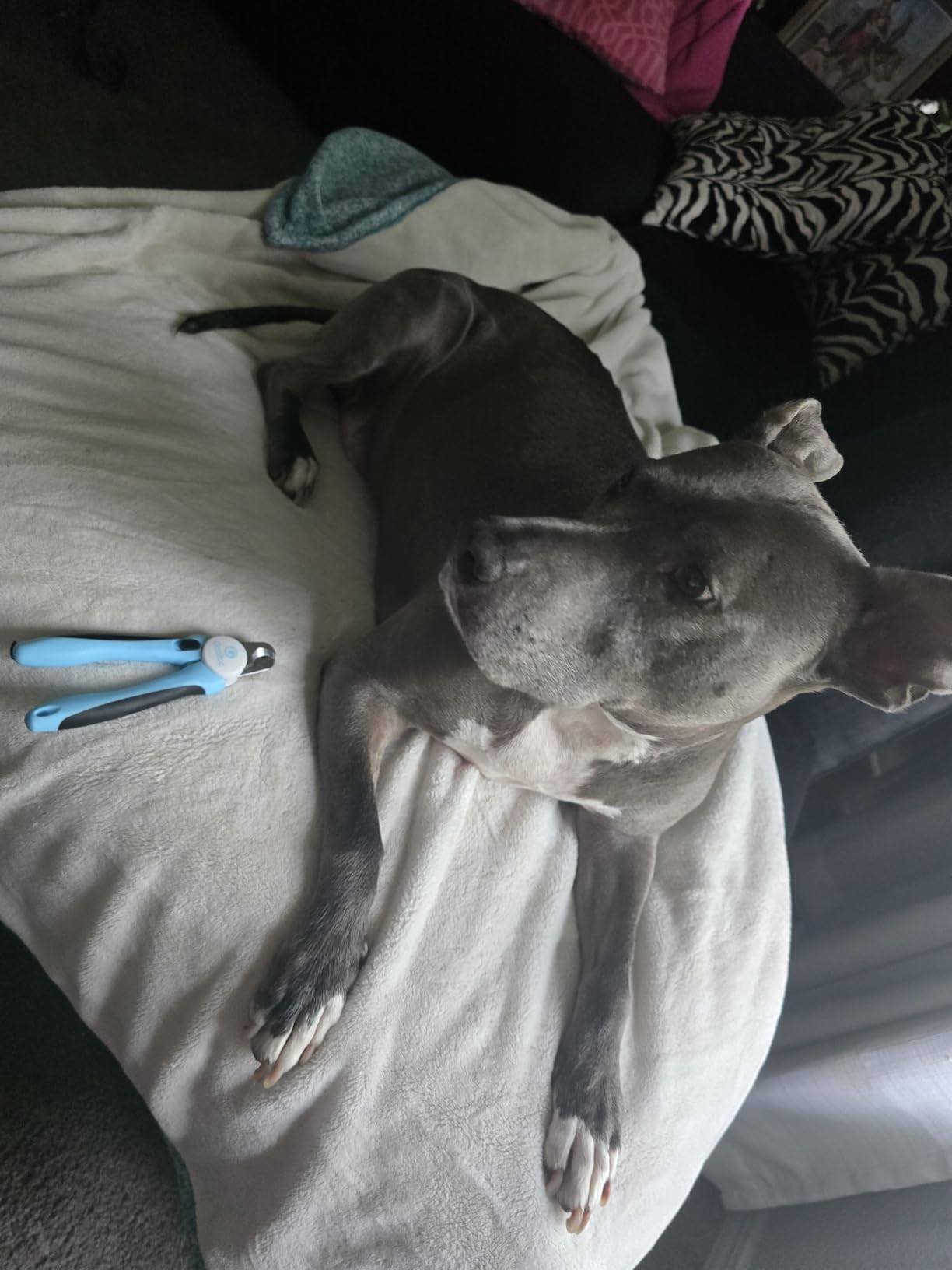 gonicc Dog & Cat Pets Nail Clippers and Trimmers - with Safety Guard to Avoid Overcutting, Free Nail File, Razor Sharp Blade - Professional Grooming Tool for Pets (for Large and Medium Dogs) customer photo 2