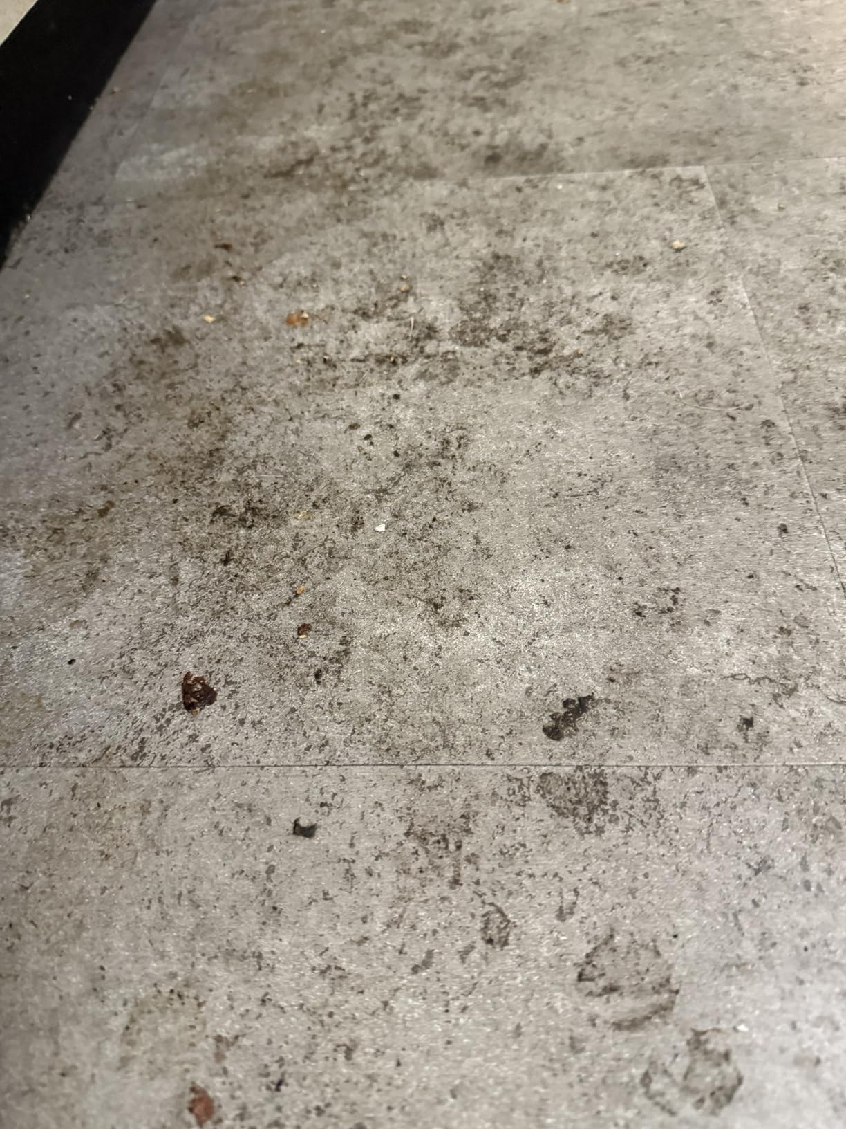 Bissell Crosswave Pet Pro All in One Wet Dry Vacuum Cleaner and Mop for Hard Floors and Area Rugs, 2306A customer photo 2