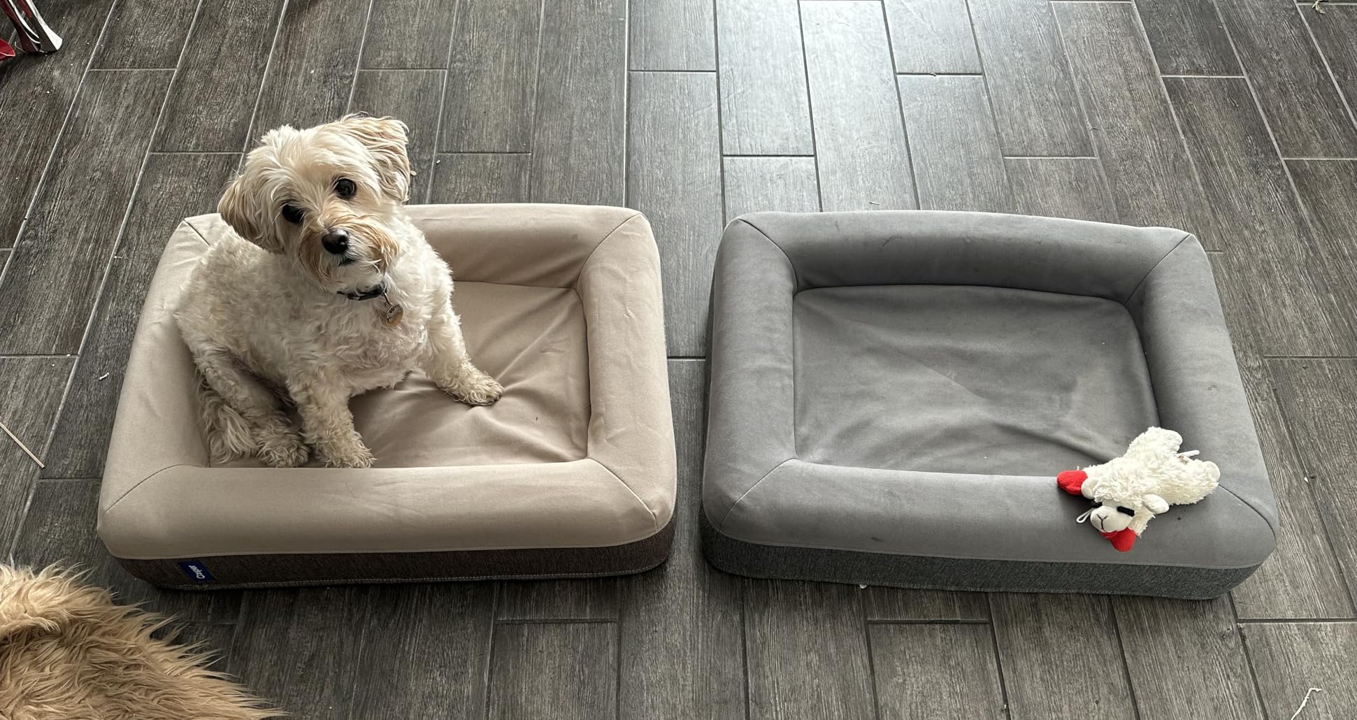 Casper Dog Bed, Plush Memory Foam, Large, Sand, 35.0