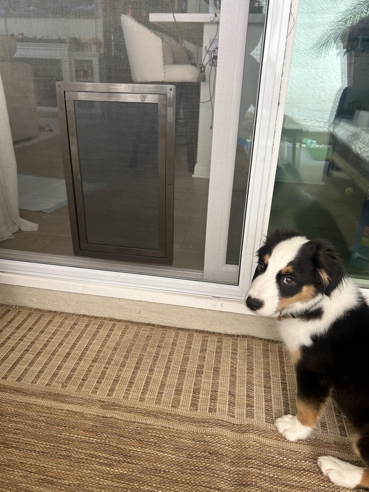PetSafe Dog Door for Screen Door Size Large for Dogs and Cats up to 100 lb Use in Screen Doors Window Screens and Porch Screens customer photo 2