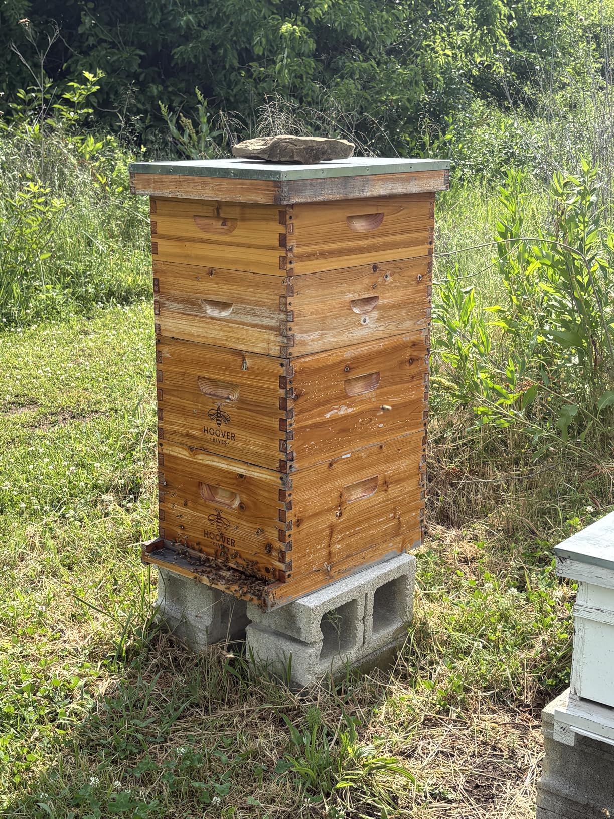 Hoover Hives: The Original Beeswax Coated Beehive Kit. Includes 2 Deep & 1 Medium Boxes with 10 Wooden Frames & Heavy Wax Coated Foundations. Easy Assembly with Predrilled Holes & Screws customer photo 2