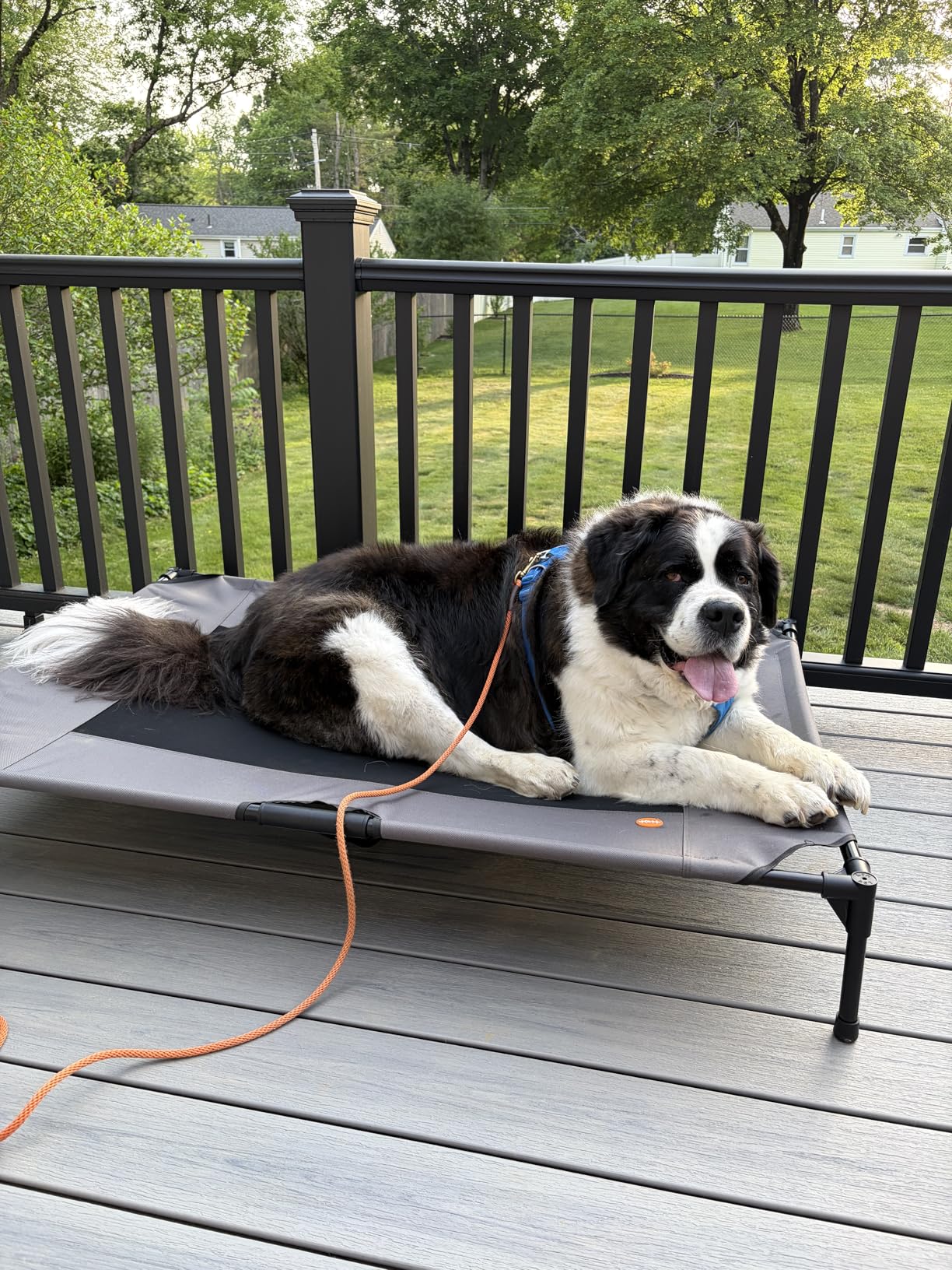 K&H Pet Products Outdoor Elevated Dog Cot, Breathable Cooling Elevated Cot Hammock Pet Bed for Large Dogs, Washable Mesh Cover, Raised Metal Frame, Collapsible, Portable - Large 42 X 30in Gray customer photo 2