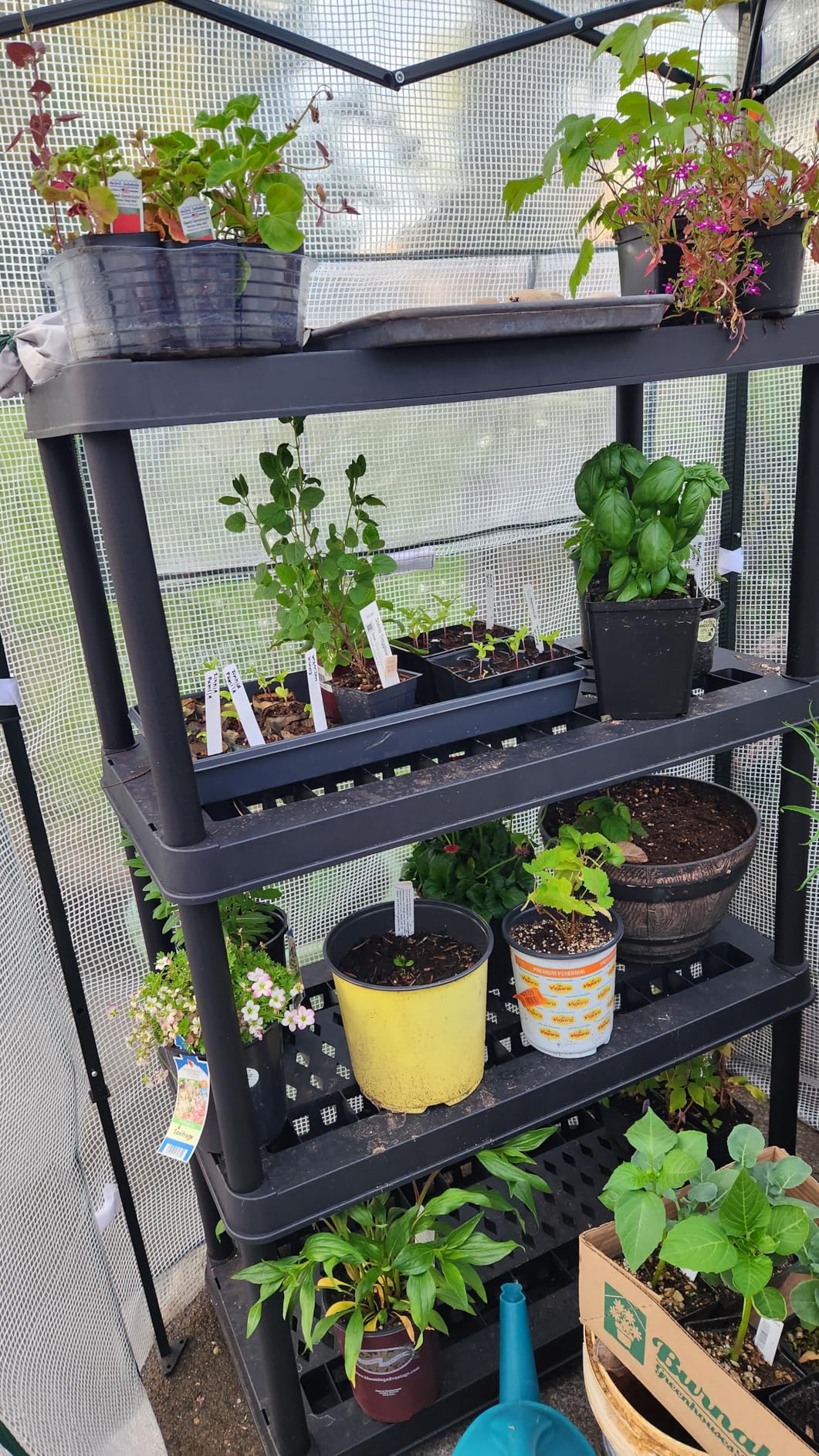 EAGLE PEAK 8x6 Portable Walk in Greenhouse, Pop Up Indoor Outdoor Greenhouse, Green House Kit with Zippered Roll-Up Doors and Windows, PE Cover customer photo 1