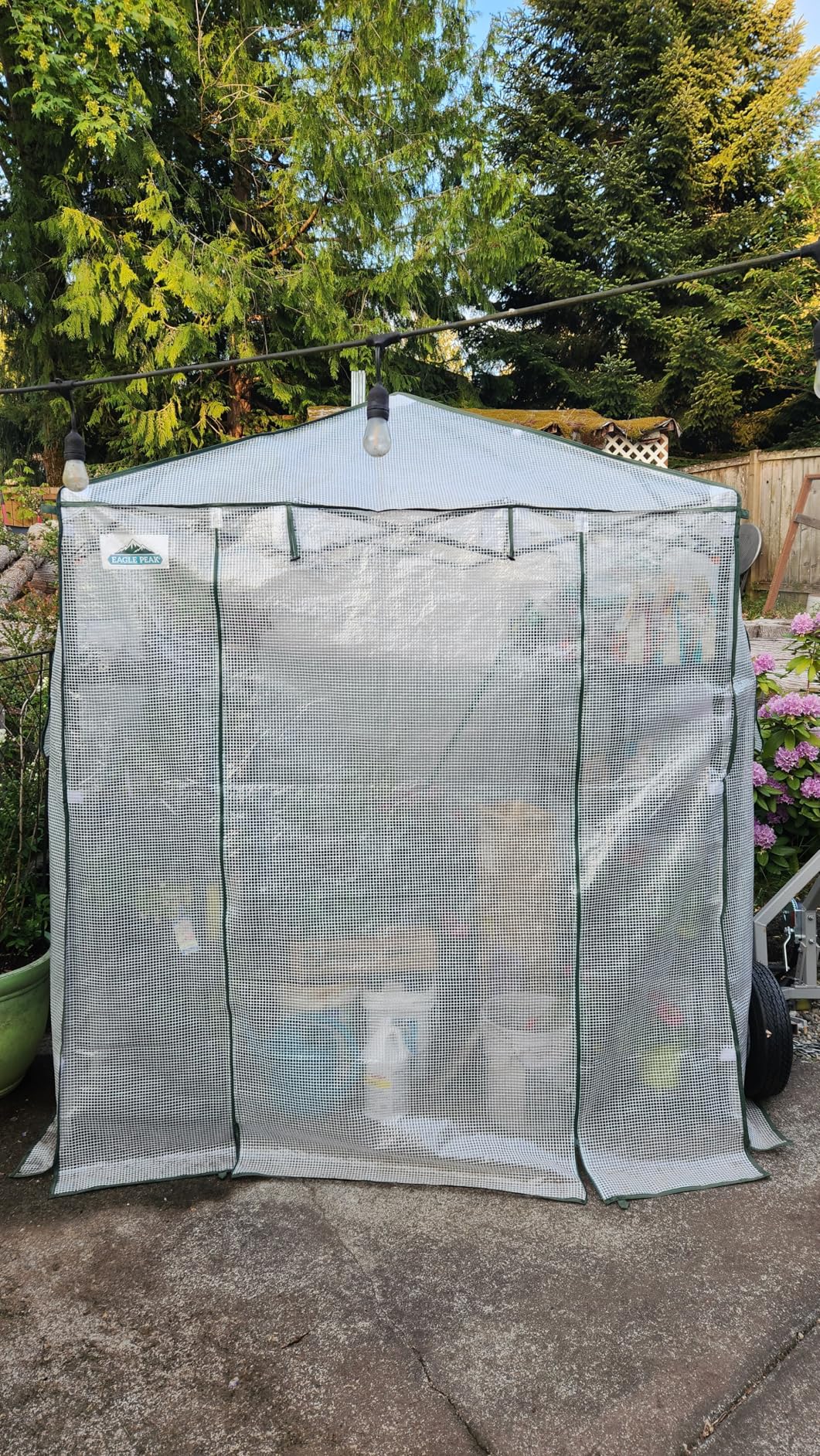 EAGLE PEAK 8x6 Portable Walk in Greenhouse, Pop Up Indoor Outdoor Greenhouse, Green House Kit with Zippered Roll-Up Doors and Windows, PE Cover customer photo 2