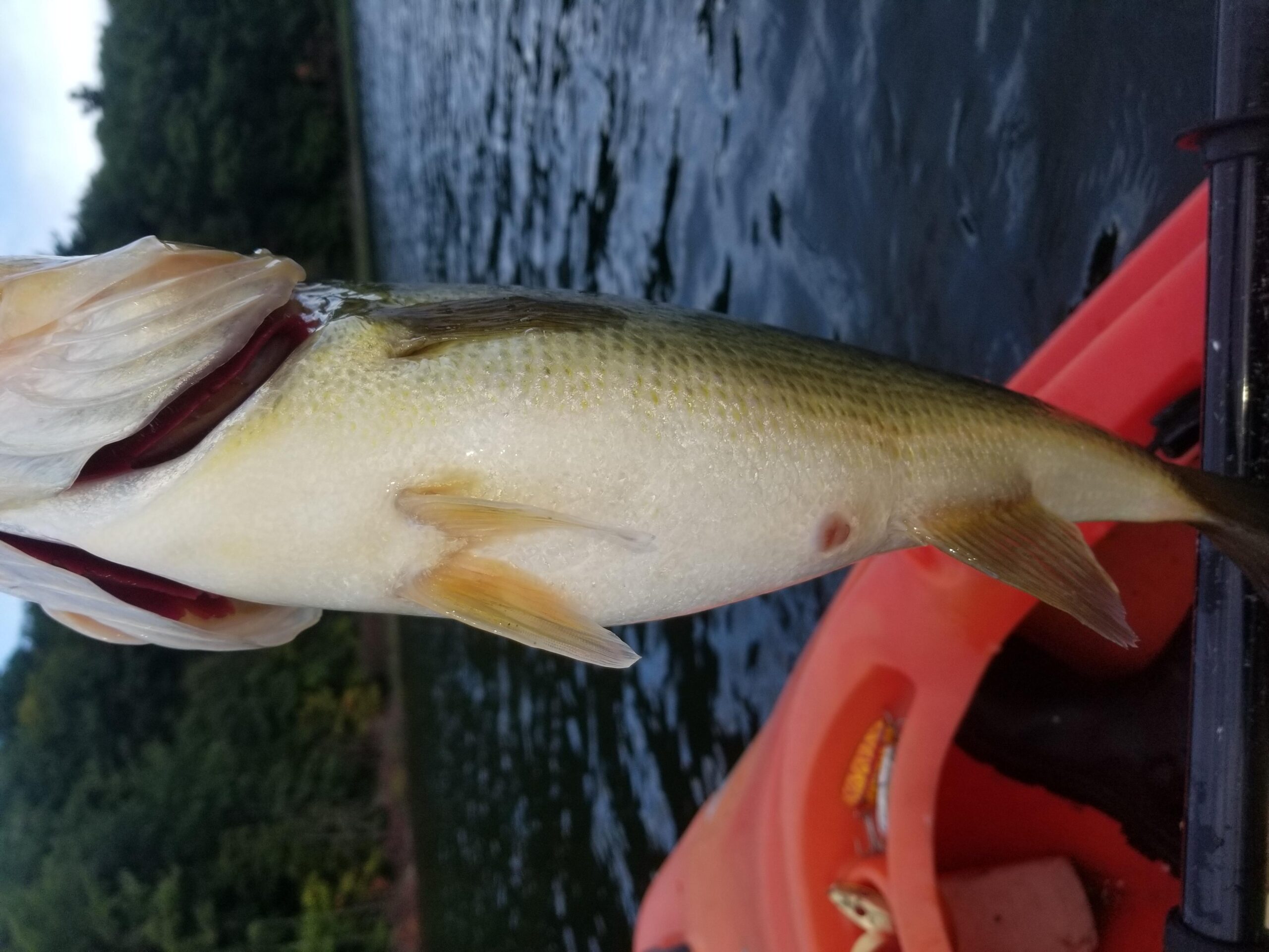 Savage Gear 3D Burbot Fishing Soft Bait customer photo 2