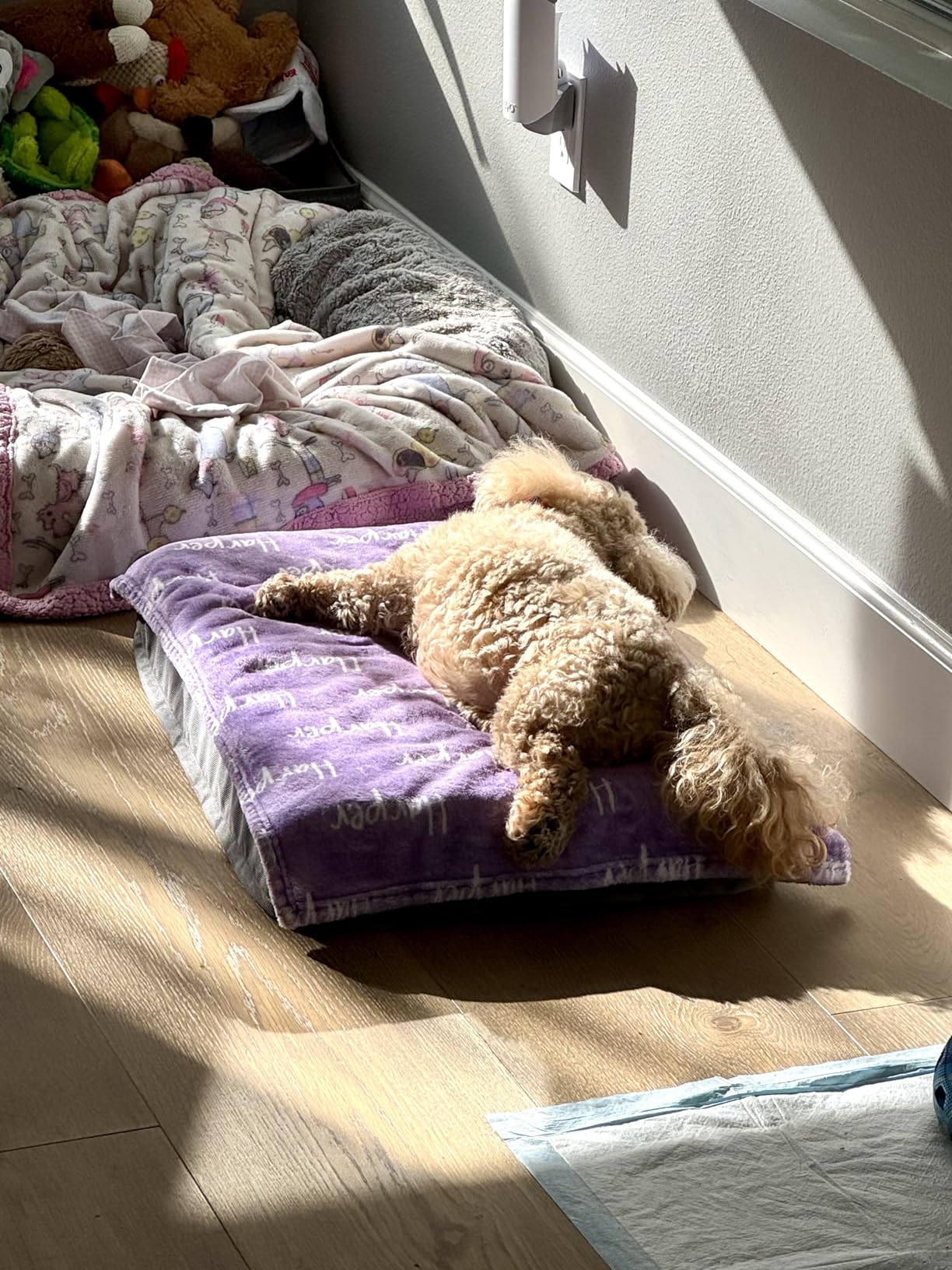Bedsure Dog Beds Large Sized Dog - Comfy Flat Pet Beds with Removable Washable Cover, Orthopedic Egg Crate Foam Puppy Mat, Suitable for Pet Up to 65 lbs customer photo 1