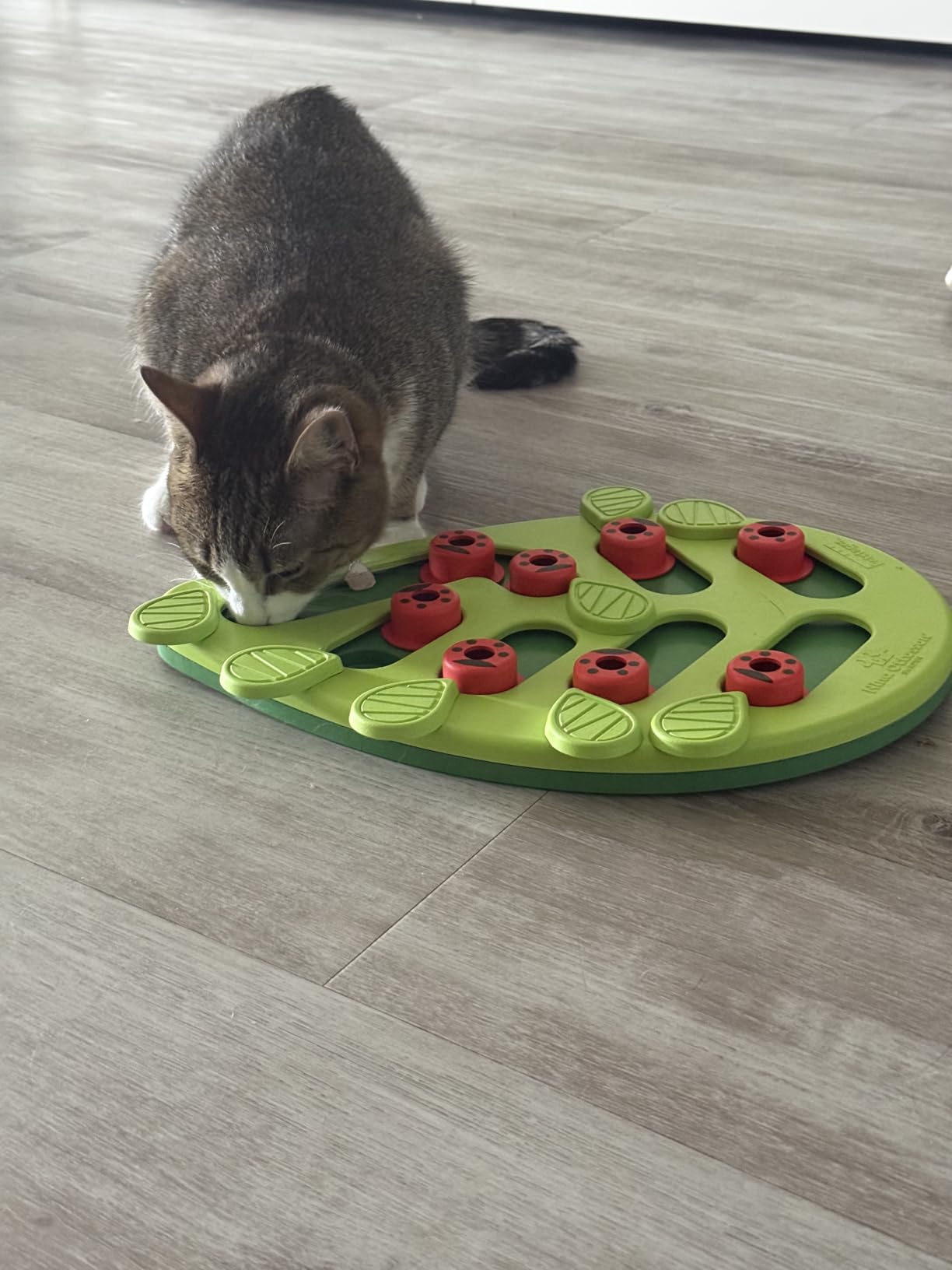 Catstages Nina Ottosson Buggin' Out Puzzle & Play Cat Puzzle Feeder - Interactive Treat Game for Indoor Cats, Level 2 Slow Feeder Enrichment Toy customer photo 1