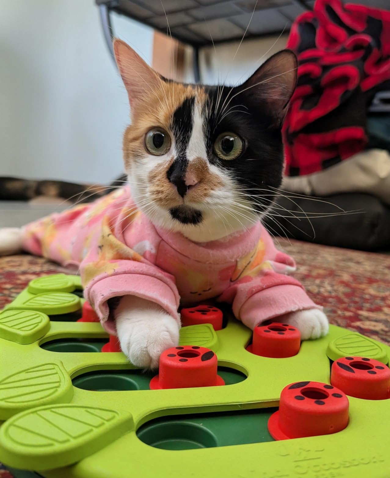 Catstages Nina Ottosson Buggin' Out Puzzle & Play Cat Puzzle Feeder - Interactive Treat Game for Indoor Cats, Level 2 Slow Feeder Enrichment Toy customer photo 2