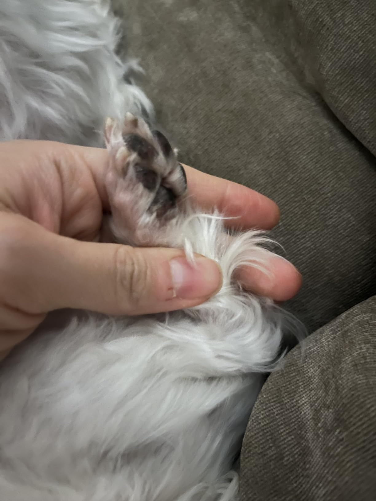 oneisall Dog Clippers with Double Blades, Cordless Small Pet Hair Grooming Trimmer, Low Noise for Trimming Dog's Hair Around Paws, Eyes, Ears, Face, Rump (White) customer photo 1