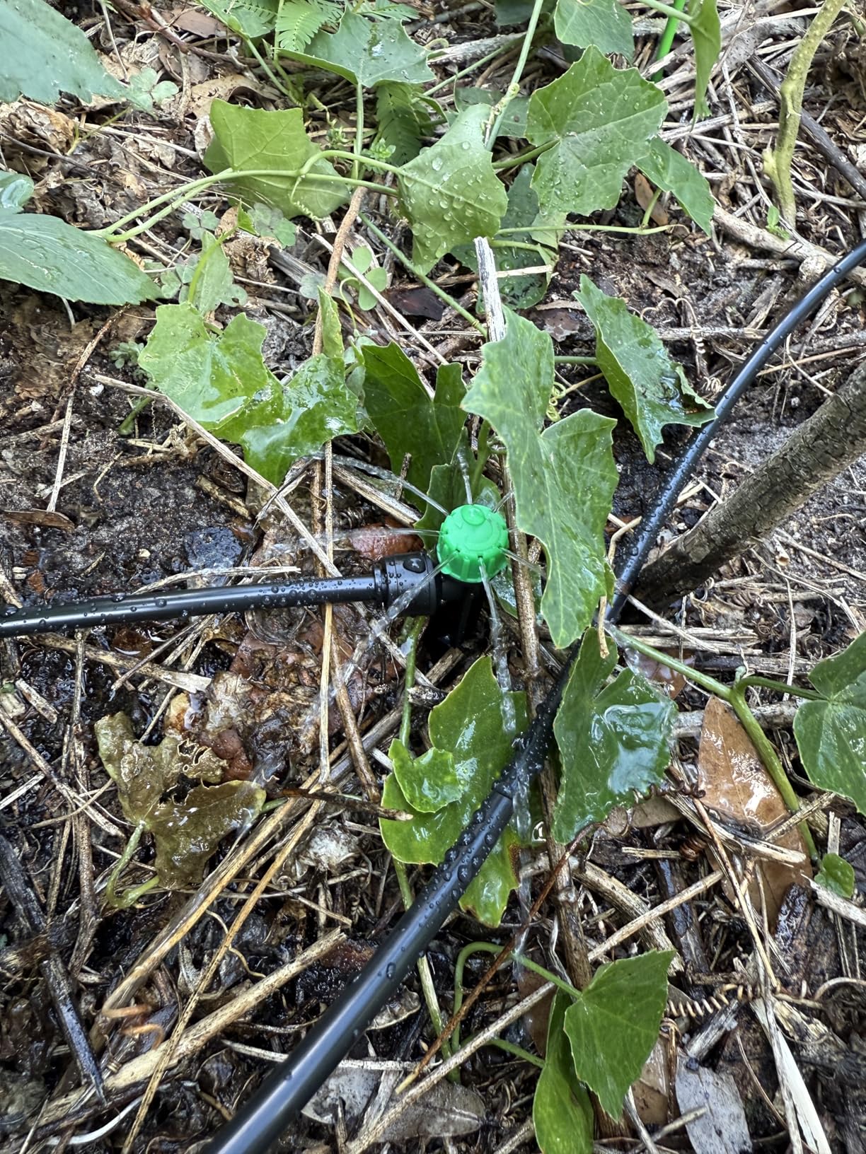 CARPATHEN Drip Irrigation System Kit - Complete Premium Garden Watering System with Adjustable Sprinkler Emitters, 5/16