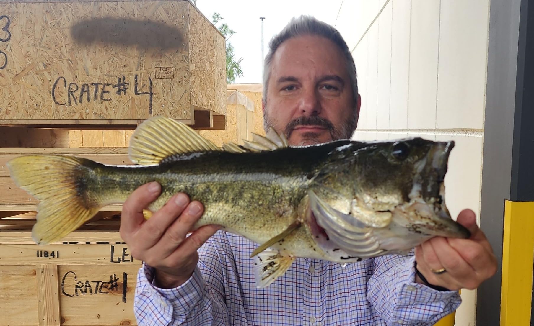 Bassdash SwimShad Glide Baits Jointed Swimbait Bass Pike Salmon Trout Muskie Fishing Lure customer photo 3