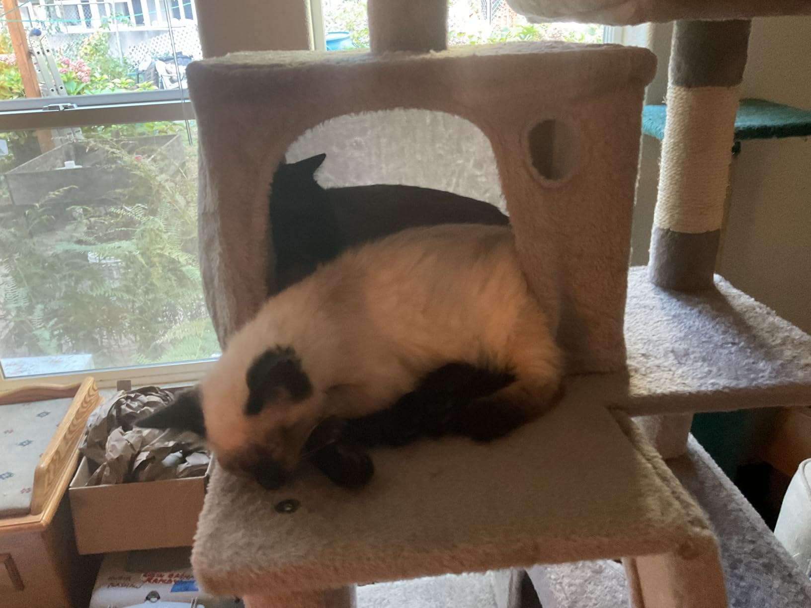Feandrea Cat Tree, 81.1-Inch Large Cat Tower, Multi-Level Plush Condo with 13 Scratching Posts, 2 Perches, 2 Caves, Basket, Hammock, Pompoms, Smoky Gray UPCT190G01 customer photo 1