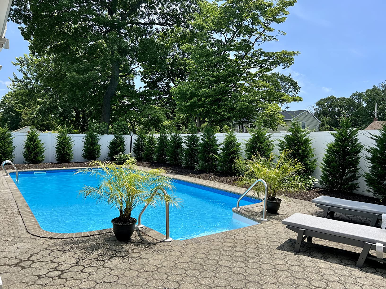 Dolphin Nautilus CC Plus Robotic Pool Vacuum Cleaner with Caddy and Classic Caddy Cover, Store and Protect, Ideal for All Pools up to 50 FT in Length customer photo 1