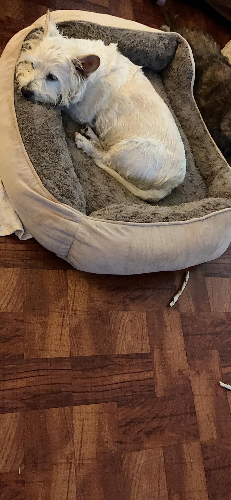 JOEJOY Rectangle Dog Bed for Large Medium Small Dogs - Washable Orthopedic Sofa Bed, Soft Breathable Puppy & Pet Cuddler, Durable Calming Dog Bed with Anti-Slip Bottom, Multiple Sizes, Beige customer photo 2