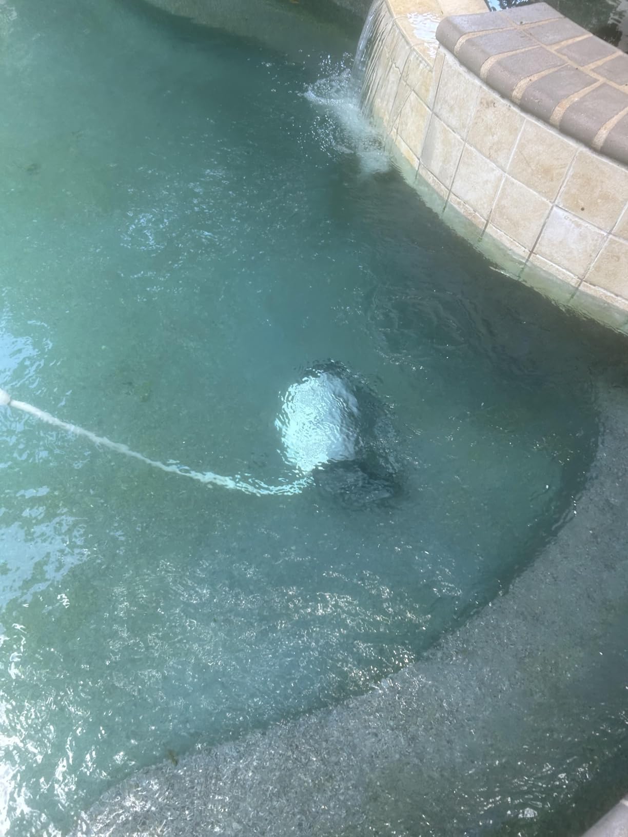 Polaris Quattro P40 Pressure Side Pool Cleaner for All In-Ground Pool Surfaces, Large-Capacity Dual Filtration Canister, 31' Hose & Transparent Lid to View Debris customer photo 2