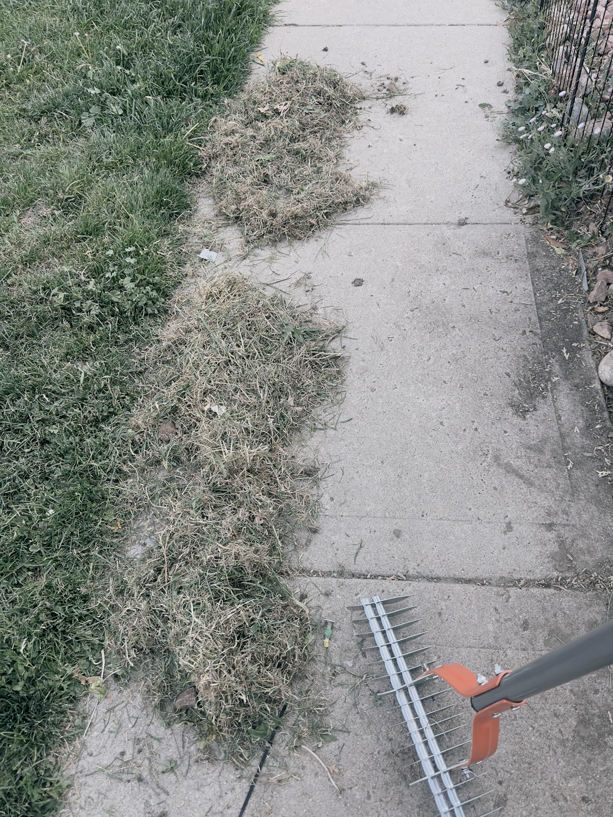Walensee Thatch Rake for Lawn, 15-Inch Dethatcher Rake with Adjustable Sectional Handle, Heavy Duty Steel Lawn Rake for Removing Dead Grass, Efficient Grass Dethatching Tool for Yard and Garden customer photo 2