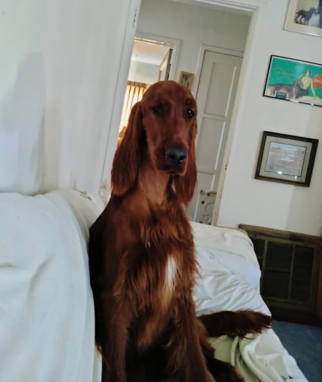 Andis 12845 Ultra-Light 2-Speed Professional-Grade Detachable Blade Clipper, Animal/Dog Grooming, for All Coats & Breeds, AG, Black customer photo 2