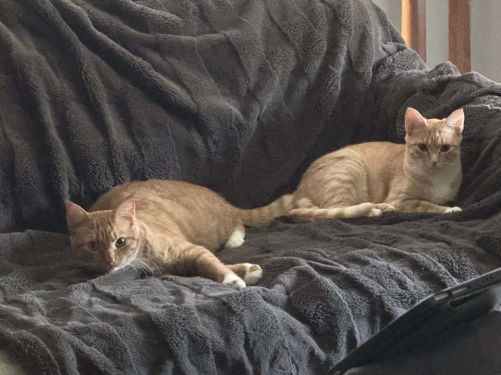 Blue Buffalo Wilderness with Chicken Natural High-Protein Grain-Free Dry Food for Adult Cats, Real Chicken First, Antioxidant-Rich LifeSource Bits Support Immunity, Promotes Strong Muscles, 4 lbs. customer photo 1