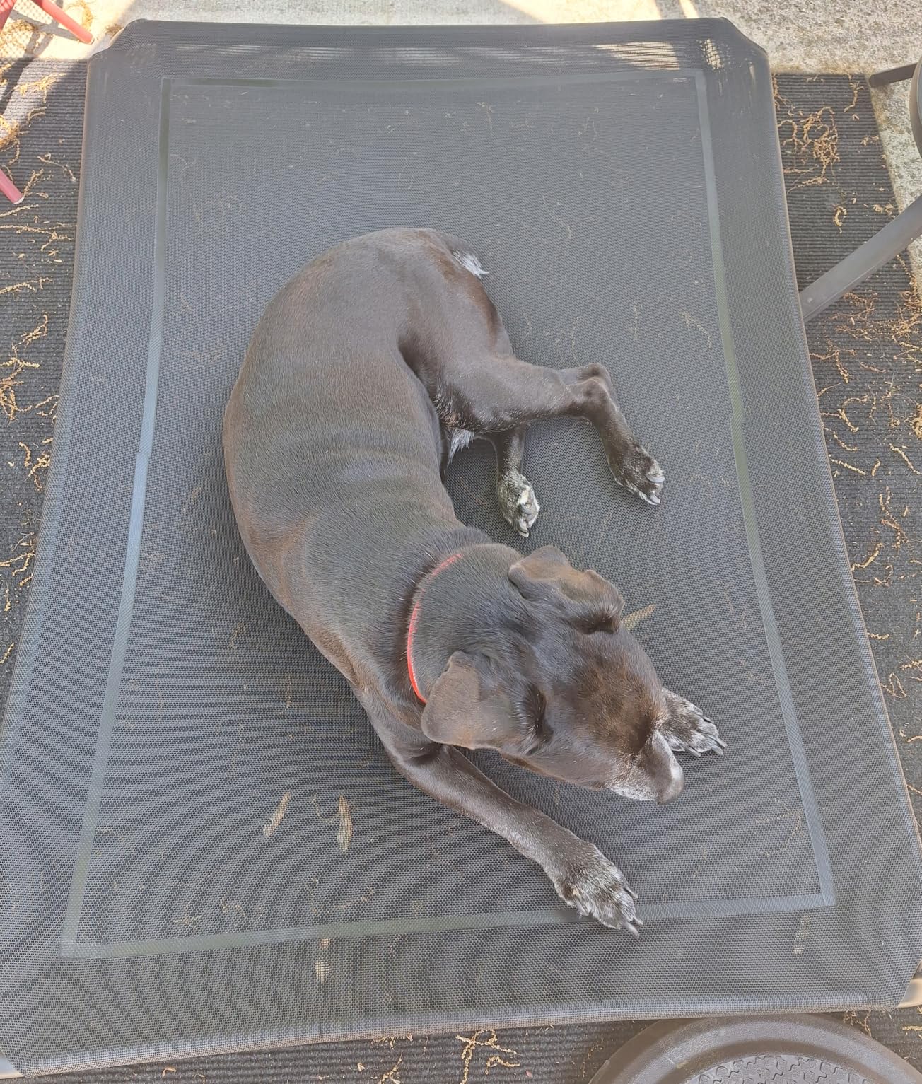 Elevated Dog Bed Raised Outdoor Dog Cot for Large Dogs, Installation Requires No Tools, Frame with Washable Cooling Breathable Mesh Anti-Slip Feet, Indoor Pet Bed, Black, 43.3 Inches customer photo 1