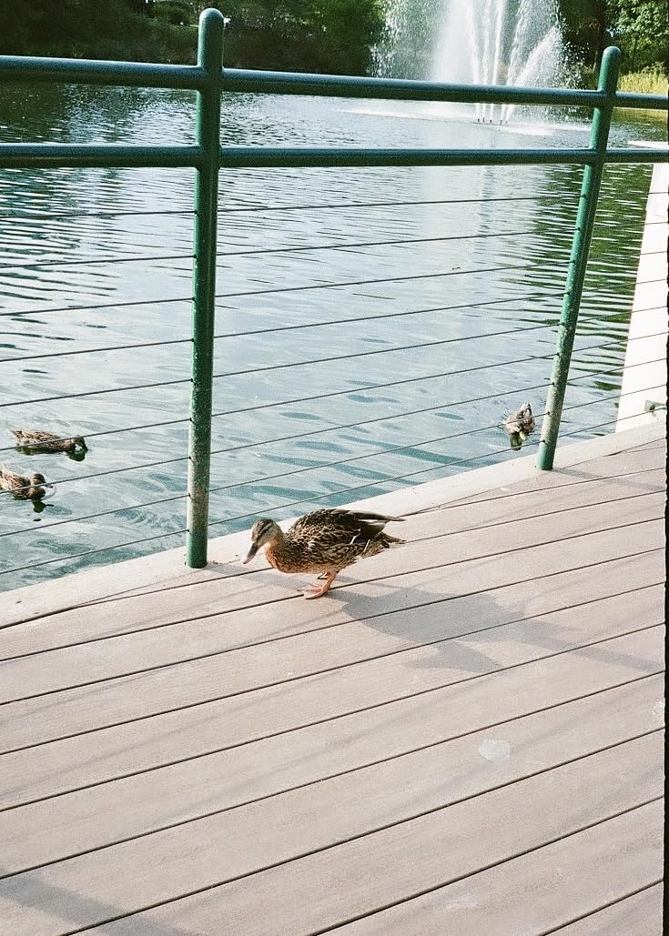 Pentax 17 35mm Film Camera That Captures Up to 72 Images Per Roll with a Vertical (Half Frame) Orientation customer photo 1