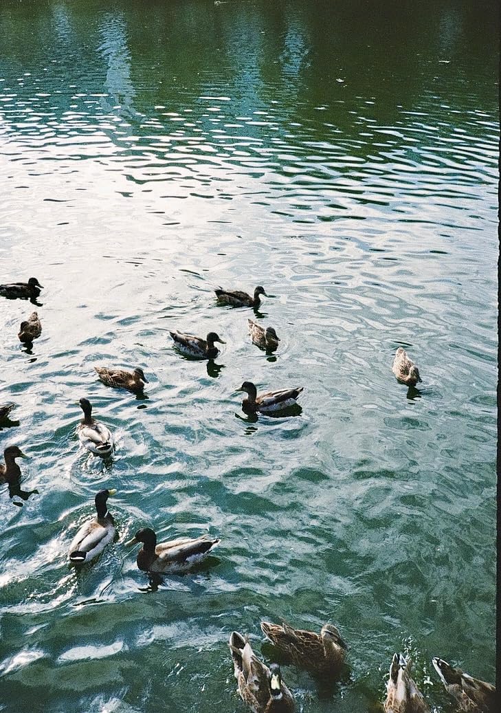 Pentax 17 35mm Film Camera That Captures Up to 72 Images Per Roll with a Vertical (Half Frame) Orientation customer photo 2
