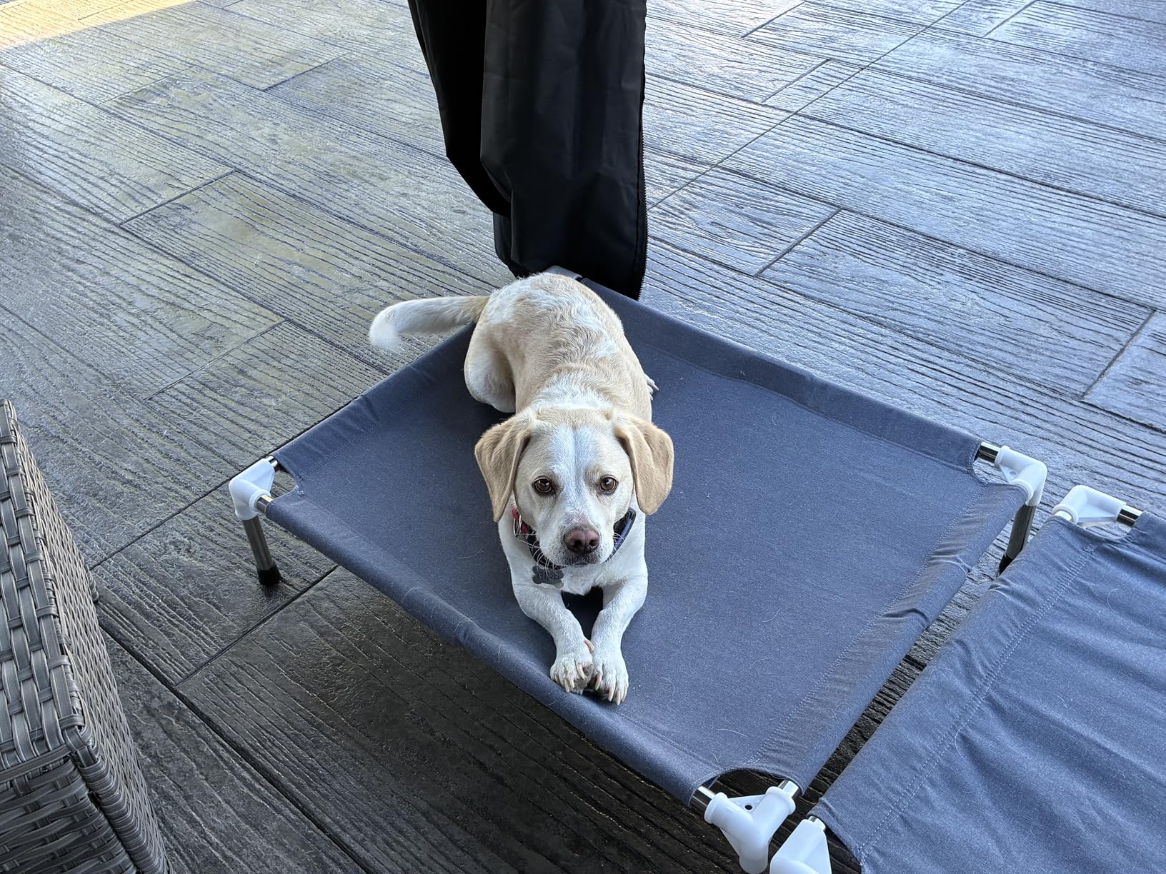 Elevated Cooling Dog Bed, Raised Outdoor Dog Bed for Medium Dogs, Portable Pet Cots with No-Slip Rubber Feet, Double Layer Polyester Cotton customer photo 1