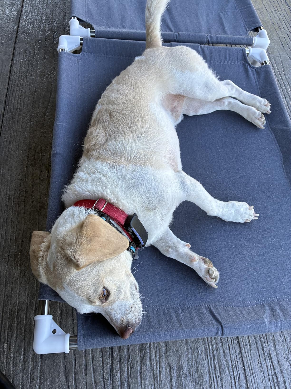 Elevated Cooling Dog Bed, Raised Outdoor Dog Bed for Medium Dogs, Portable Pet Cots with No-Slip Rubber Feet, Double Layer Polyester Cotton customer photo 2