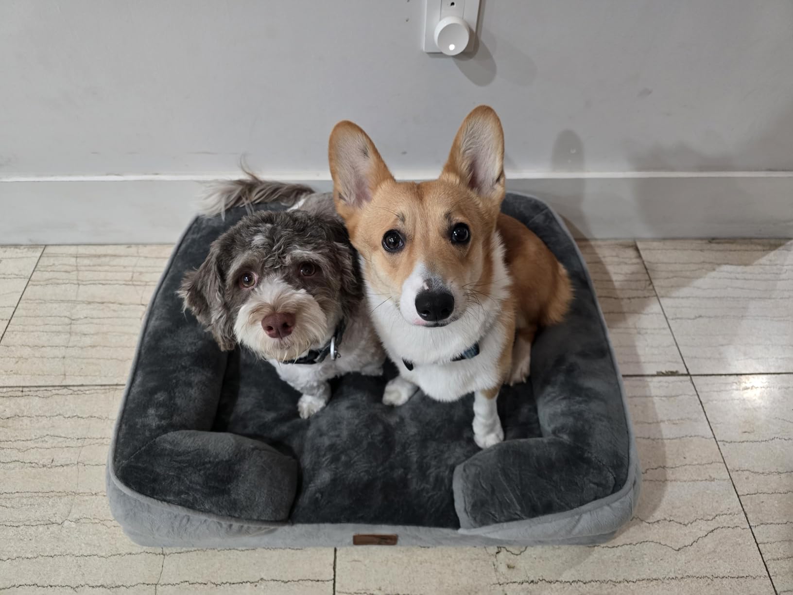 Spotted Play Orthopedic Dog Bed with Sides - Dog Sofa Beds for Medium Dogs, Supportive Foam Pet Couch Bed with Washable Removable Cover, Waterproof Lining and Non-Slip Bottom, Grey - M customer photo 2