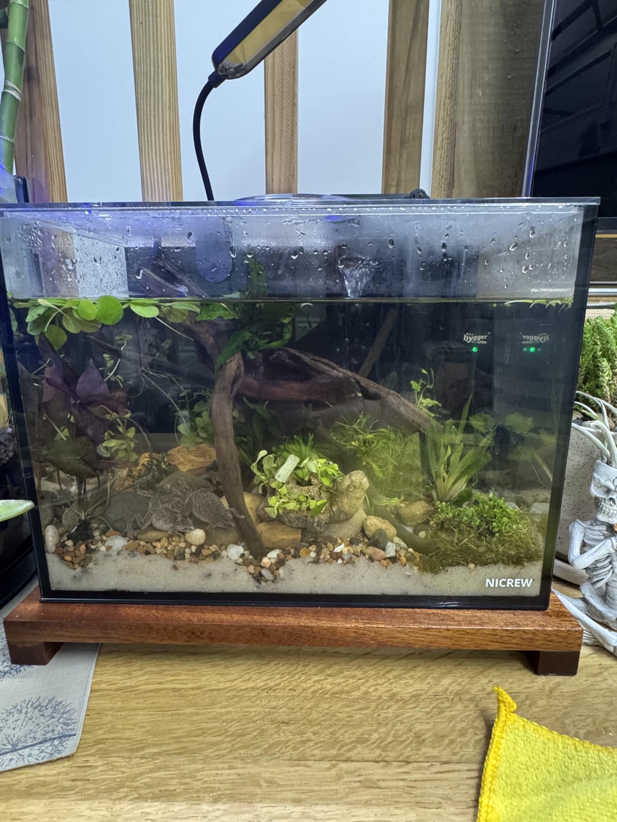 NICREW 2.5 Gallon Nano Nature Aquarium Kit, Ultra-Clear Rimless Desktop Fish Tank with Light and Filter, Perfect for Small Fish, Shrimp, or Betta, Basic Version, Black customer photo 1
