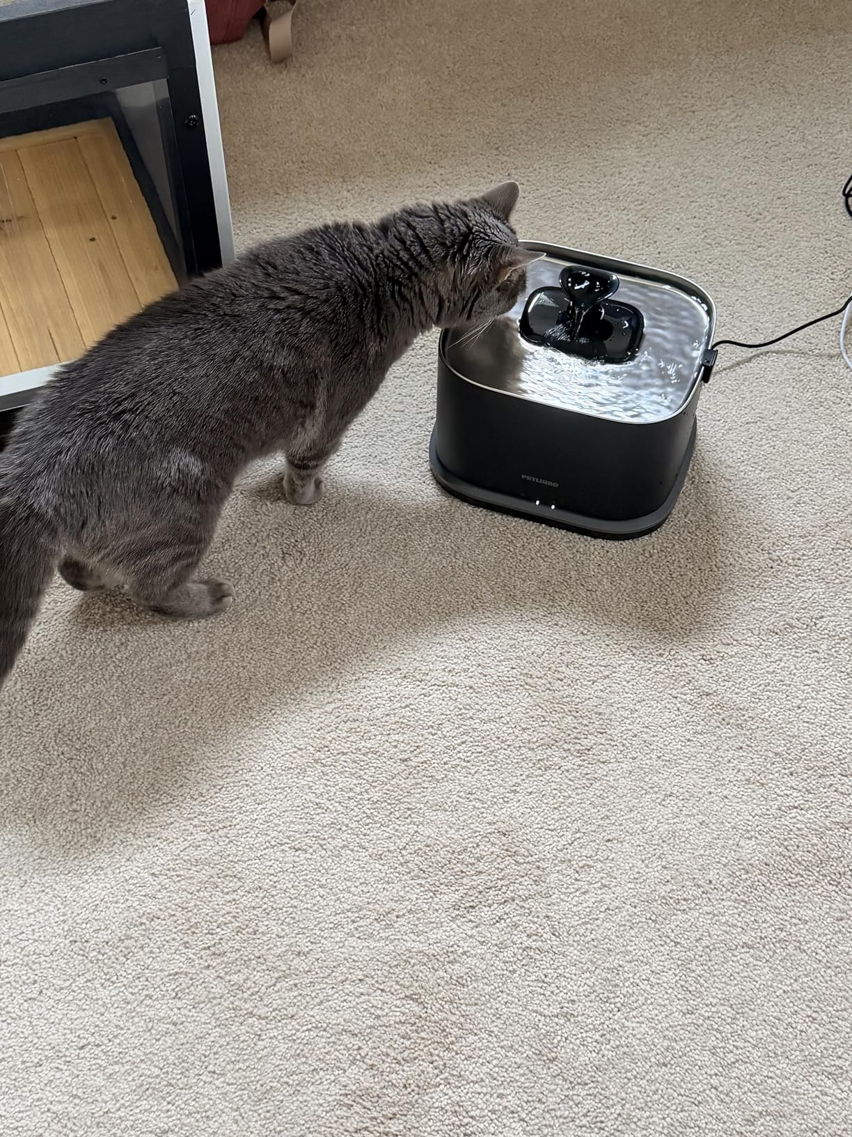 PETLIBRO Upgrade Cat Water Fountain Stainless Steel Tray, Dockstream 2 Cat Fountain Indoor, 3L/101oz Auto Cat Fountains for Drinking, App Monitoring Pet Water Fountain Dog, 5G WiFi Cat Water Dispenser customer photo 1