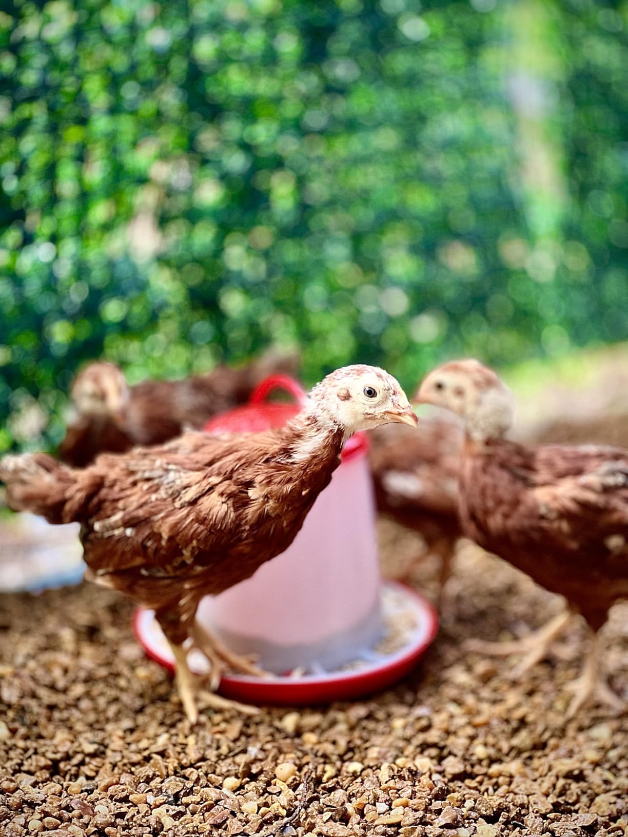 Large Metal Chicken Coop with Waterproof & UV-Resistant Cover & Perch, 9.8' L x 13.2' x 6.4' Chicken Run Outdoor Walk-in Cage Rabbit Duck Hen House for Yard Farm, Spire Roof customer photo 2