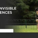 Best Invisible Dog Fences