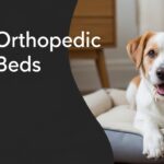 Best Orthopedic Dog Beds