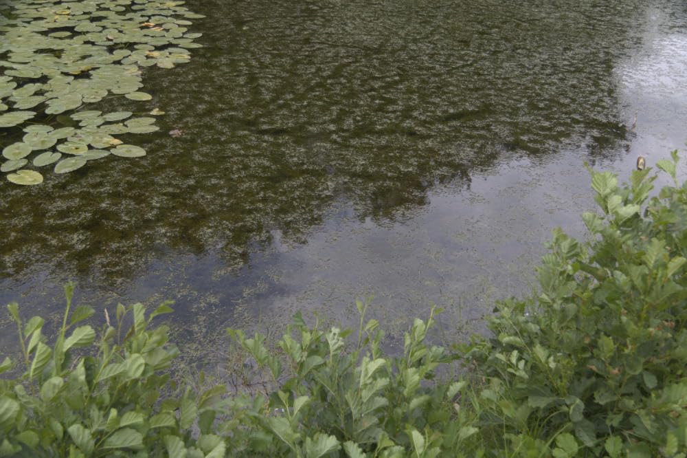 58mm Circular Polarizers Filter, K&F CONCEPT 58MM Circular Polarizer Filter HD 28 Layer Super Slim Multi-Coated CPL Lens Filter (Nano-X Series) customer photo 2
