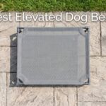 best elevated dog beds