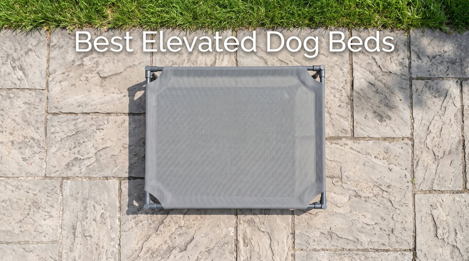best elevated dog beds